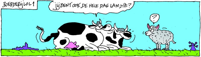 Lam, koeien